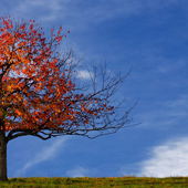 herbst