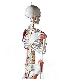 Anatomie und Physiologie für Yogalehrer