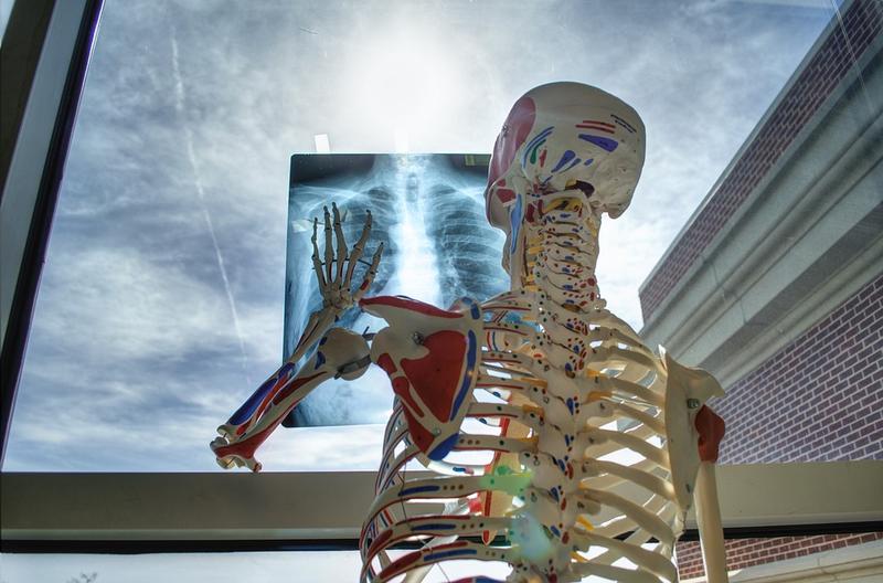 Ein anatomisches Skelett steht vor einem Fenster und schaut sich ein Röntgenbild an