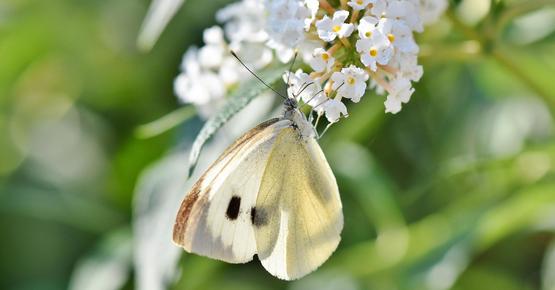 Weißer Schmetterling an weißer Blüte