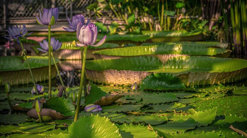 Große violette Wasserlilien