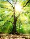 Bäume und Ho’oponono - Heile dich selbst