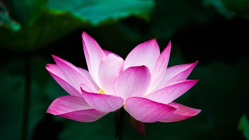 sich öffnende Lotus Blüte