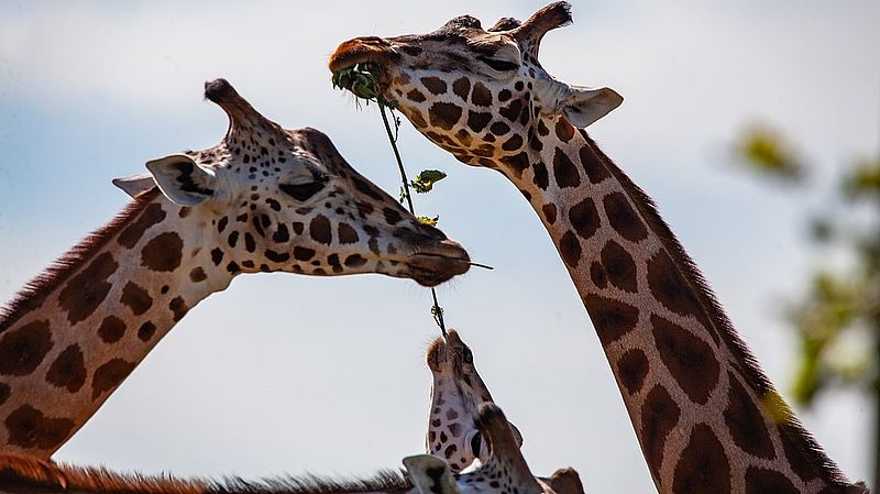 Zwei Giraffen mir ihren langen, gesunden Hälsen