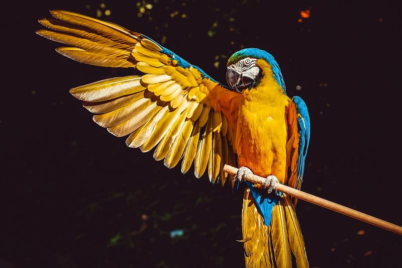 Papagei mit wegweisendem Flügel
