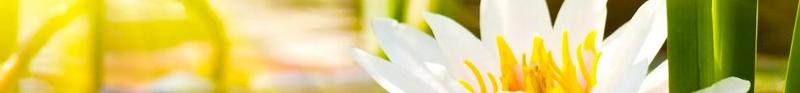 Lotusblüte als Symbolbild für Preise und Angebote