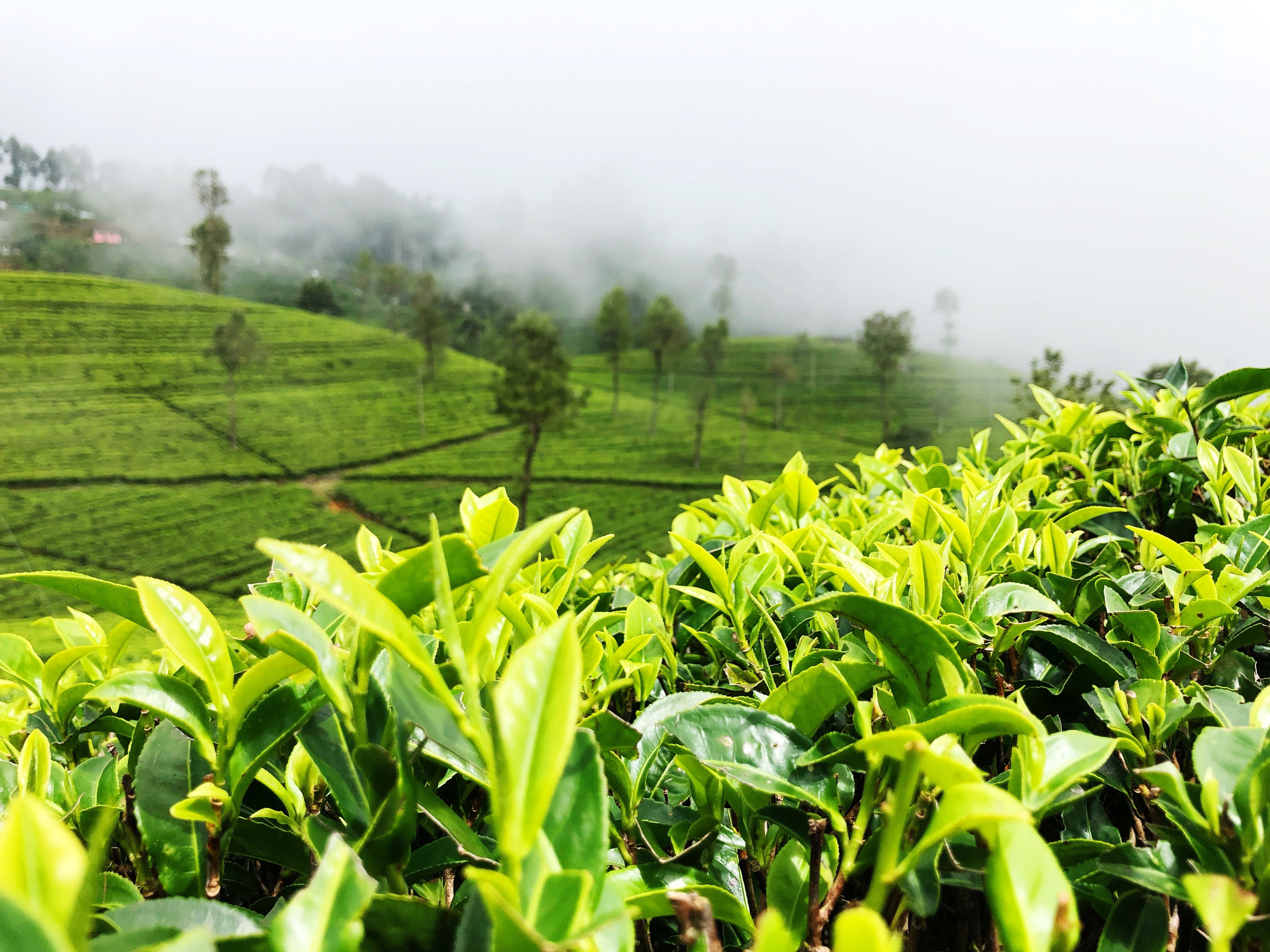Eine hügelige Teeplantage in Indien mit Wolkenschwaden